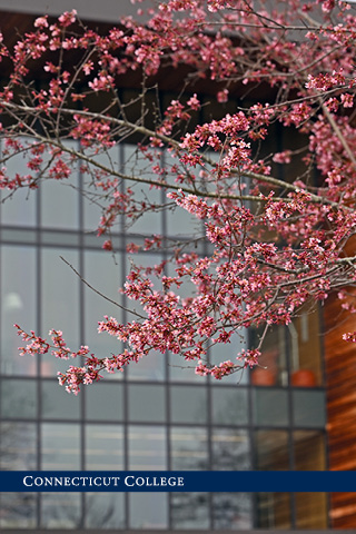 A tree in front of Shain Library