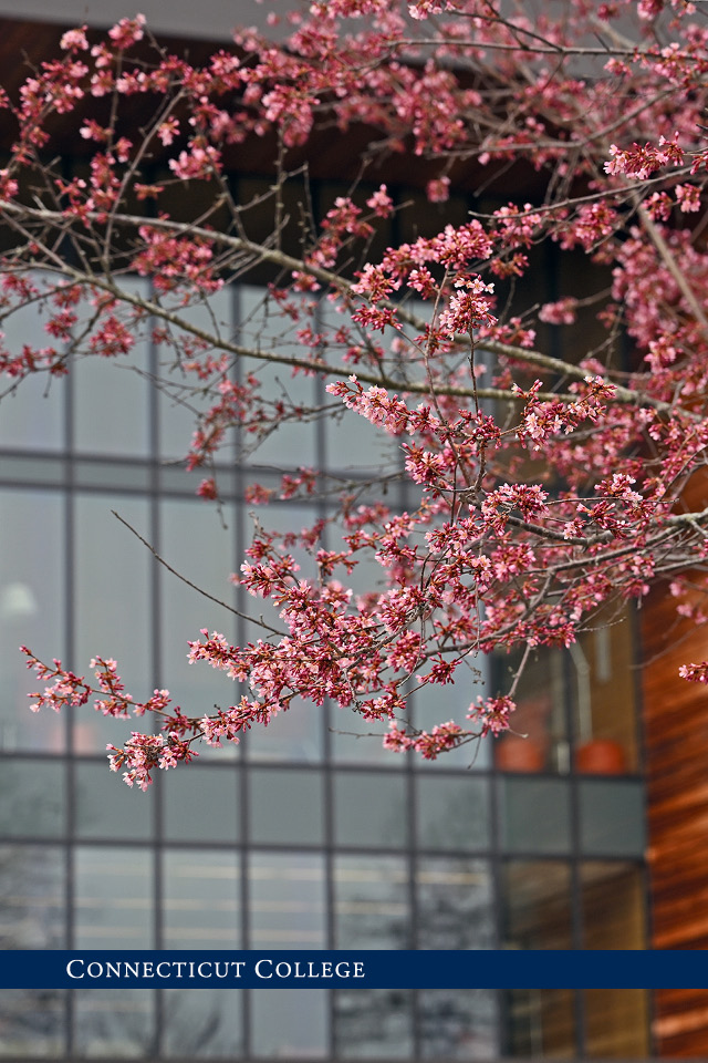 A tree in front of Shain Library