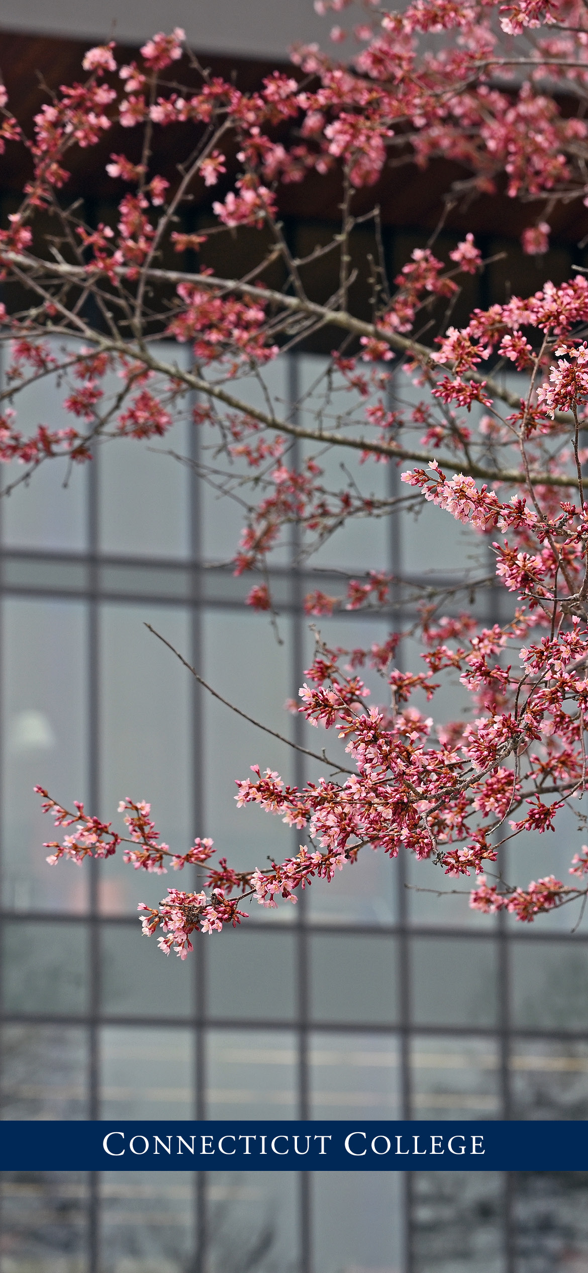 A tree in front of Shain Library