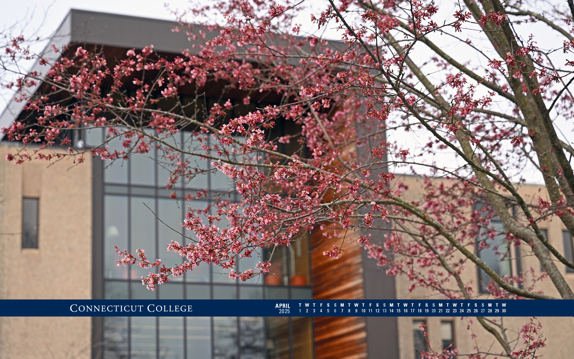 A tree in front of Shain Library