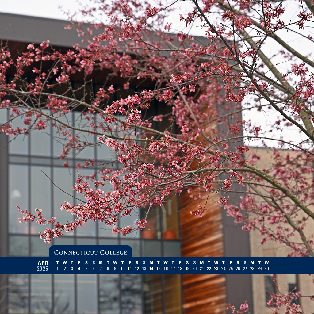 A tree in front of Shain Library