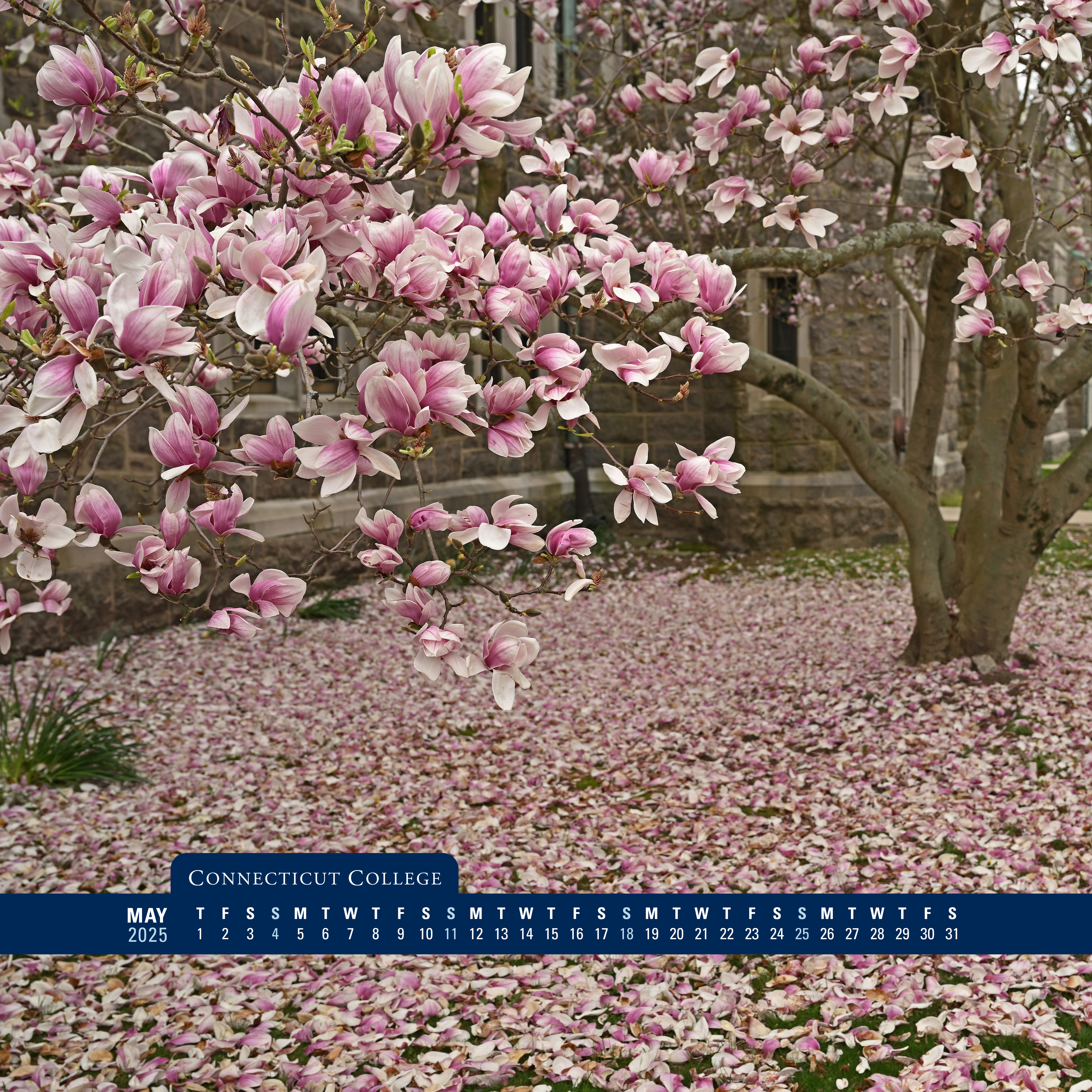 A flowering tree on Conn's campus