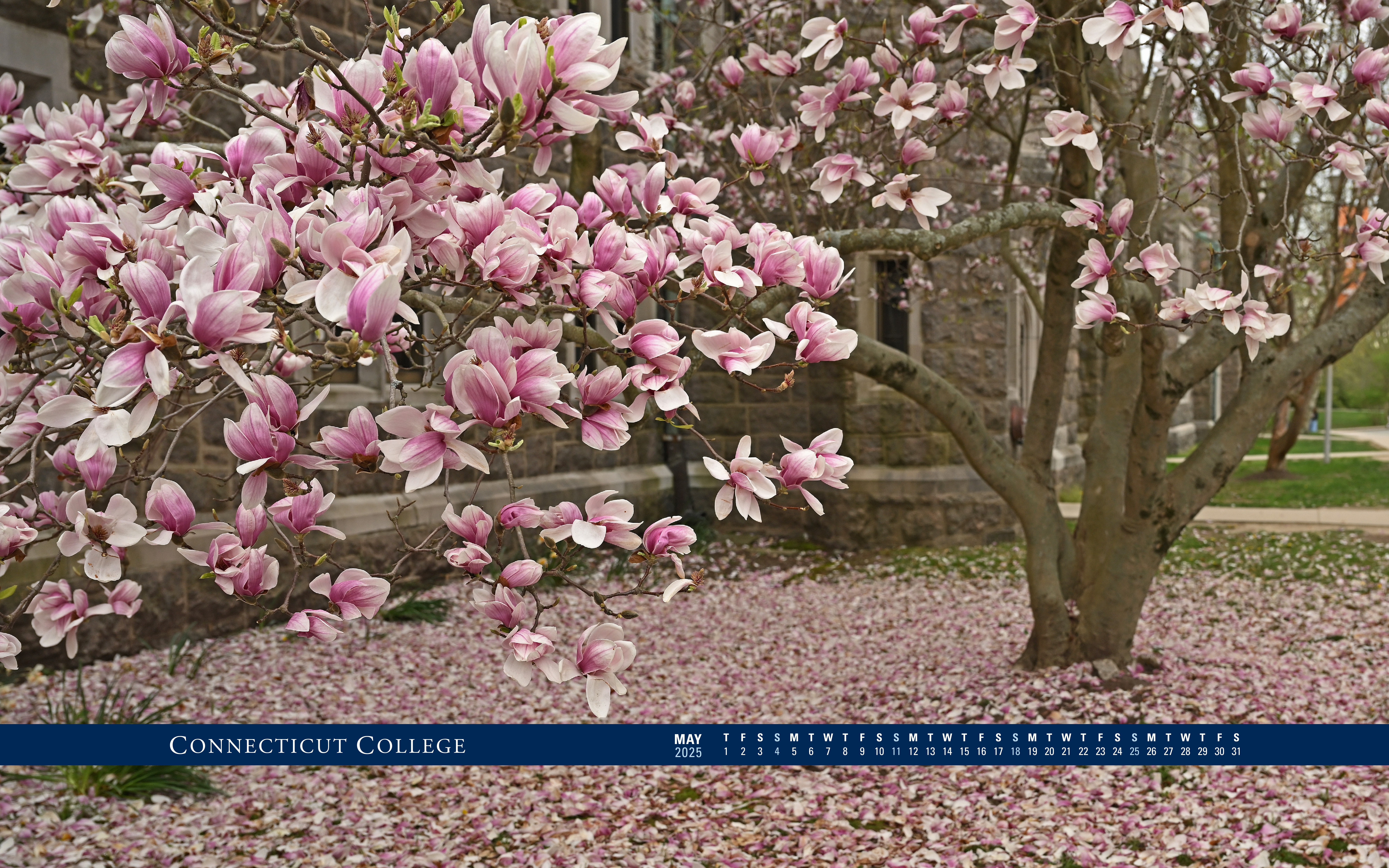 A flowering tree on Conn's campus