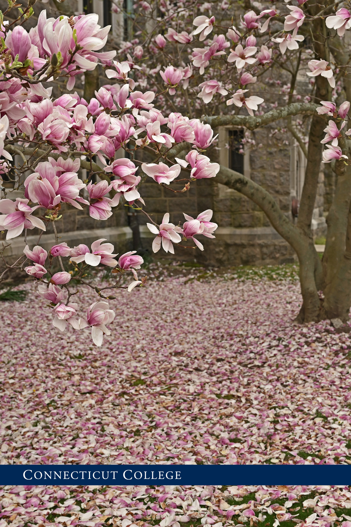 A flowering tree on Conn's campus