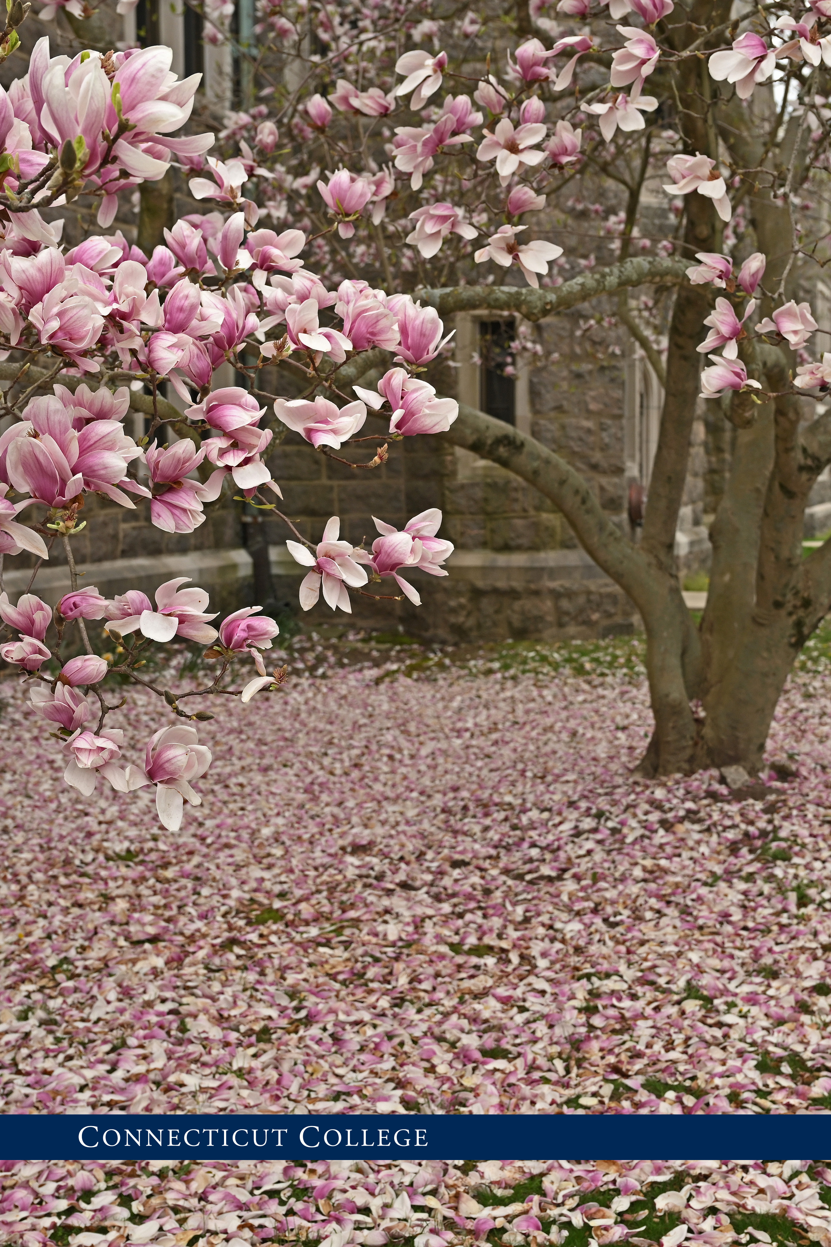 A flowering tree on Conn's campus