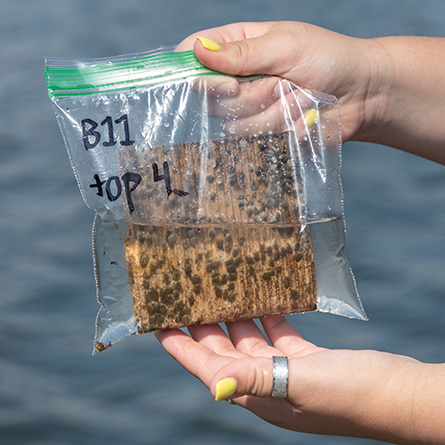 A 3D printed, biodegradable artificial reef plate collected from the Thames River shows marine invertebrate growth.