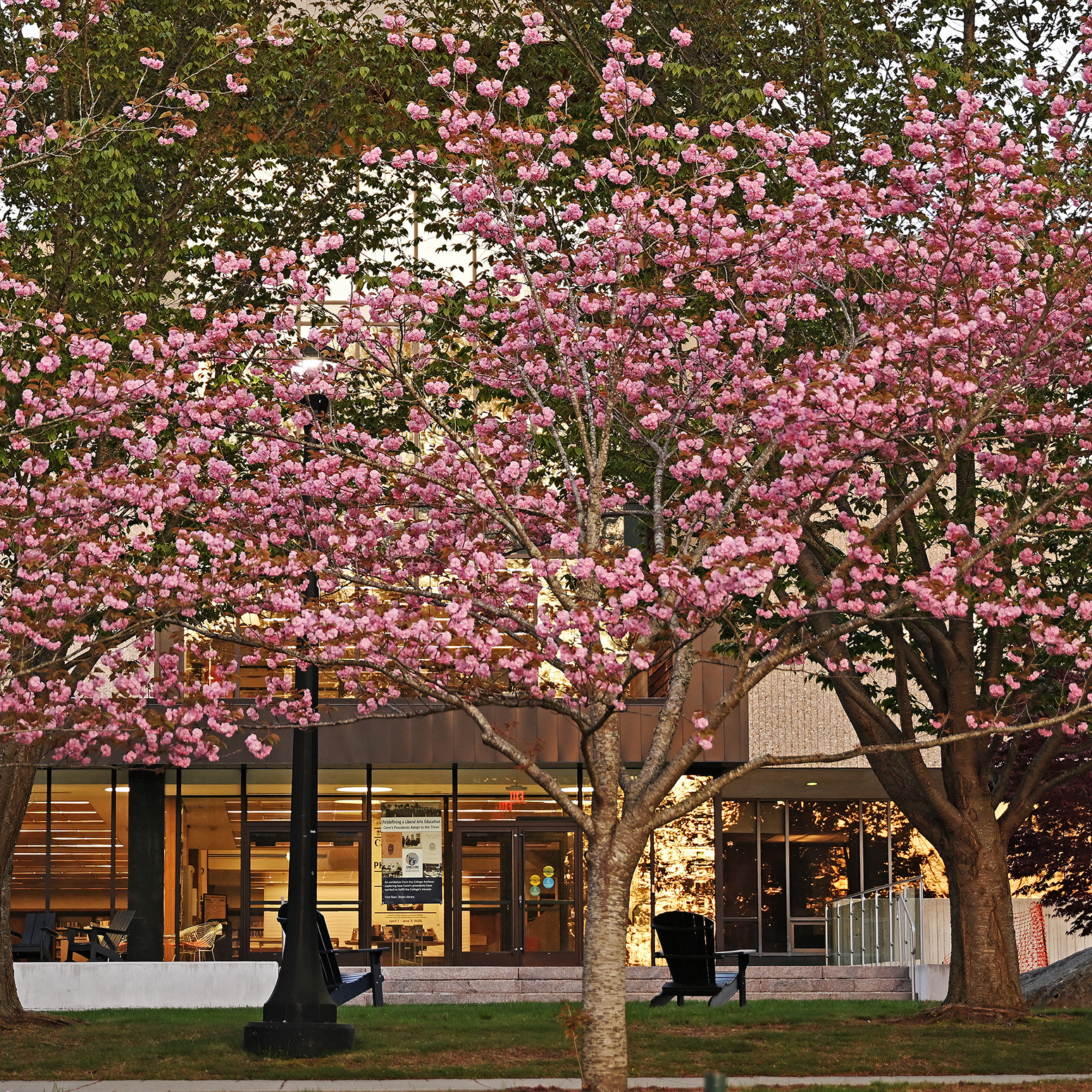 Bright pink cherry blossoms bloom on a college campus.