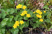 Close-up of the Wildflower Garden.